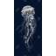 Detailed jellyfish illustration - 24"x48" Framed canvas