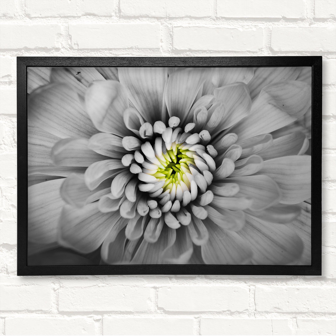 Close Up Flower In Black And White - Closed Corner Frame Kunstdrucke auf Holz