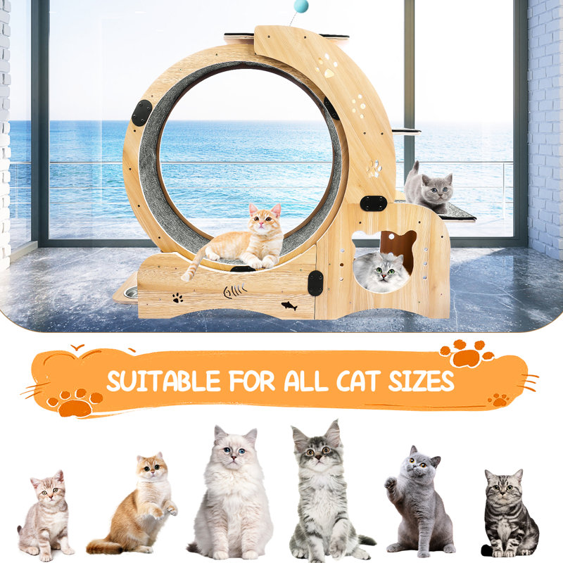 Outil de jeu pour chat d'intérieur amélioré - Améliore l'expérience de jeu du chat pour la construction en bois et le fonctionnement silencieux du chat