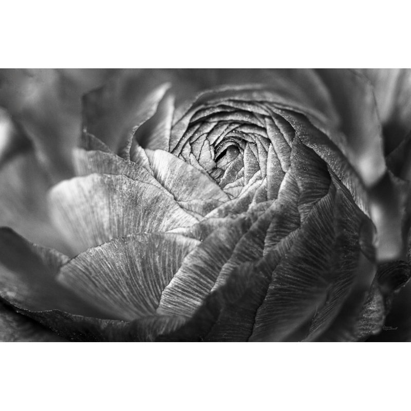 «Ranunculus Abstract V BW», reproduction de photo faite à la machine, H 20 po x l 30 po, Non, Toile tendue