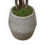 Magnolia Tree in Stone Pot