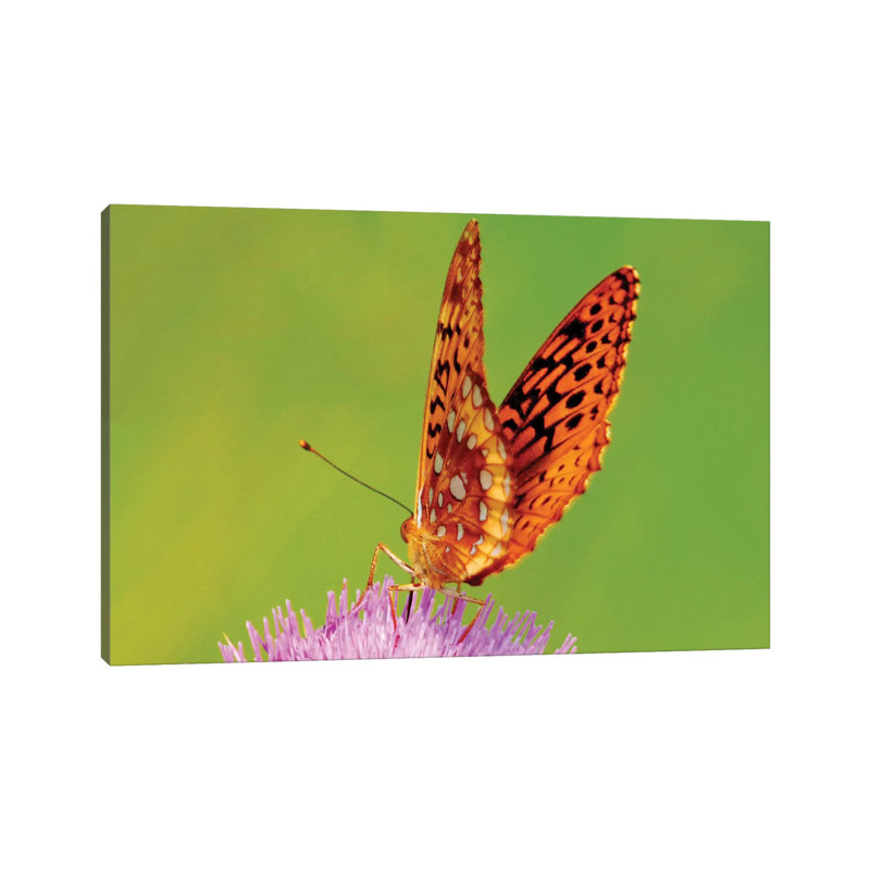 Fritallary On Thistle by Brian Wolf - Wrapped Canvas Print, 20.32cm H x 30.48cm W x 1.91cm D