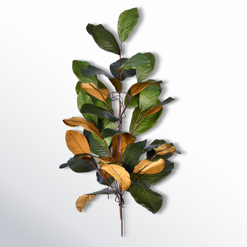 Magnolia Stem