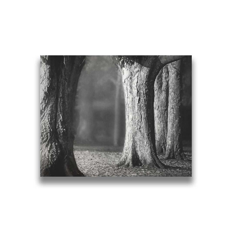 Arbres dans la lumière de l'après-midi par Hal Halli. Estampe numérique, Toile tendue, H 40 po x l 50 po, Ne s’applique pas