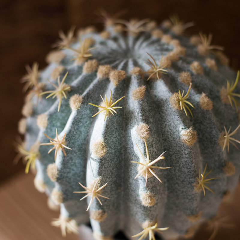 Cactus artificiel dans un pot, H 9,2 po x l 7,1 po x P 7,1 po