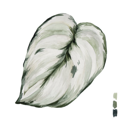 Scindapsus III