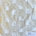 Ivory/Gold