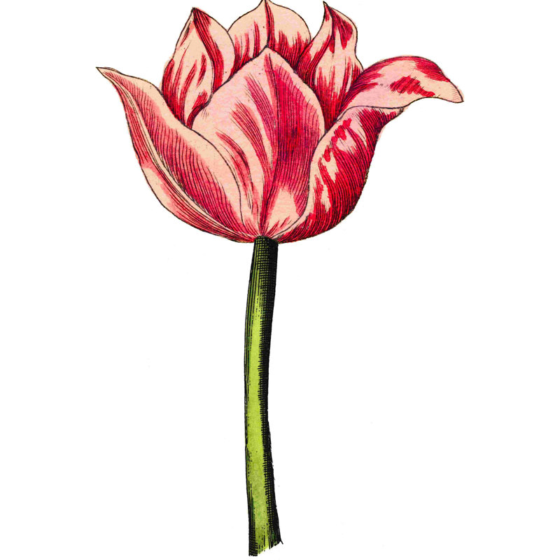 Tulip Time I, H 18 po x l 12 po