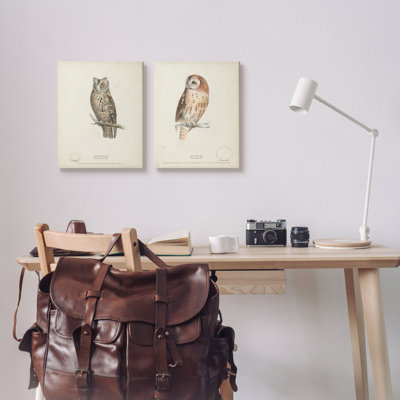 Owl Breeds