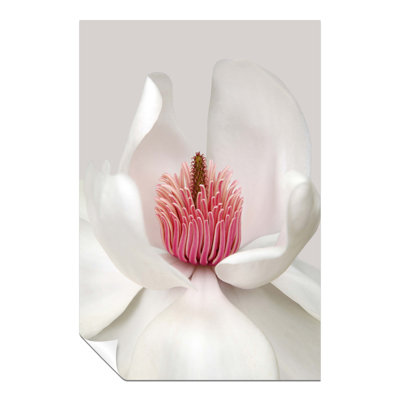 Magnolia Flower Petals - No Frame Print