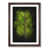 Walnut Framed