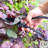 Centurion Pro-Series Bypass Pruner
