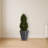 Cypress Tree in Slate Planter UV Resistant