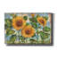 «Epic Graffiti» Summer Sunflowers - Distress »par Paul Brent, art mural sur toile, 40 po x 26 po