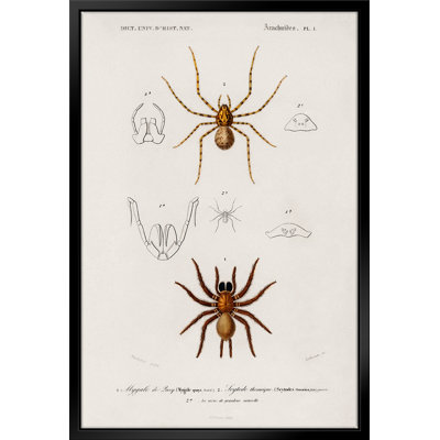 " Natural History - Different Types Of Spiders " by Stanley Print House