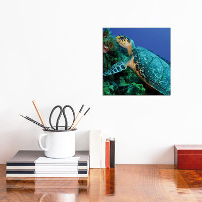 A Feeding Hawksbill Sea Turtle In Cozumel, Mexico by Brent Barnes - Wrapped Canvas Print