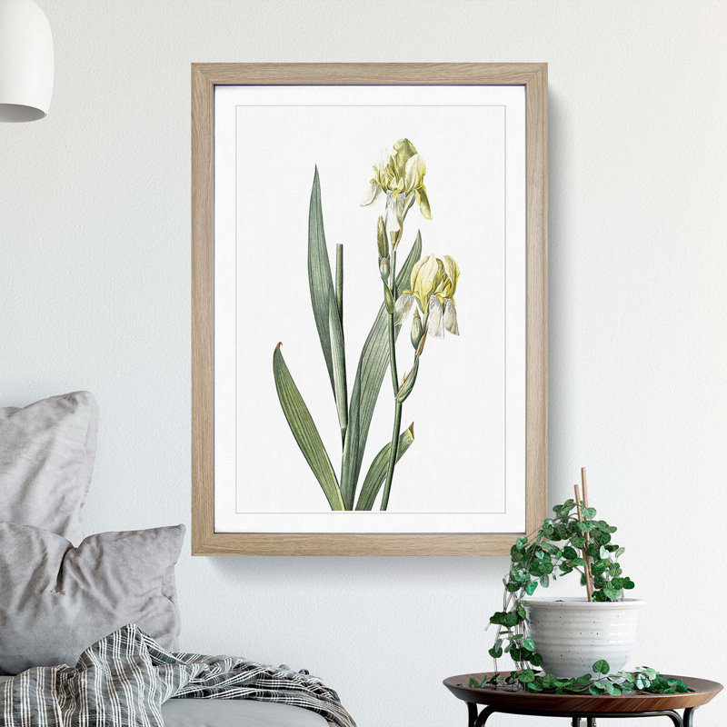 Lemon-yellow Iris Flowers by Pierre-Joseph Redoute - Picture Frame Painting Print, 48cm H x 36cm W x 2cm D, Oak Framed