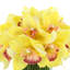 Orchid in Flat Glass Vase-2083013313
