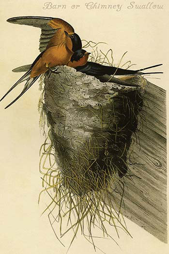 Hirondelle de grange ou cheminée-impression d’art graphique, H 36 po x l 24 po x P 1,5 po