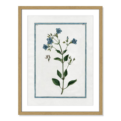 Colombe "Shabby Elegance Botanical II" Print