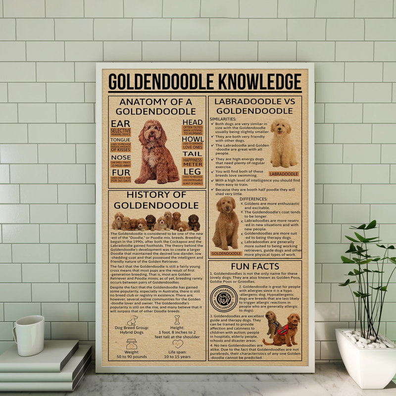 Toile tendue Goldendoodle, H 14 po x l 11 po x P 2 po