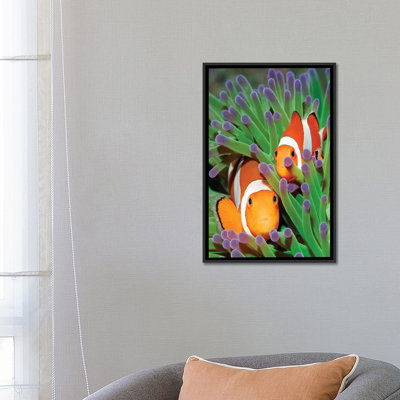 «Clown Anemonefish in Sea Anemone Tentacles» par Hans Leijnse, reproduction d'art sur toile tendue