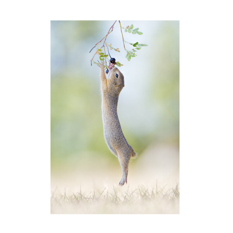 Henrik Spranz  Stretch Jump Canvas Art, 12" H x 19" W