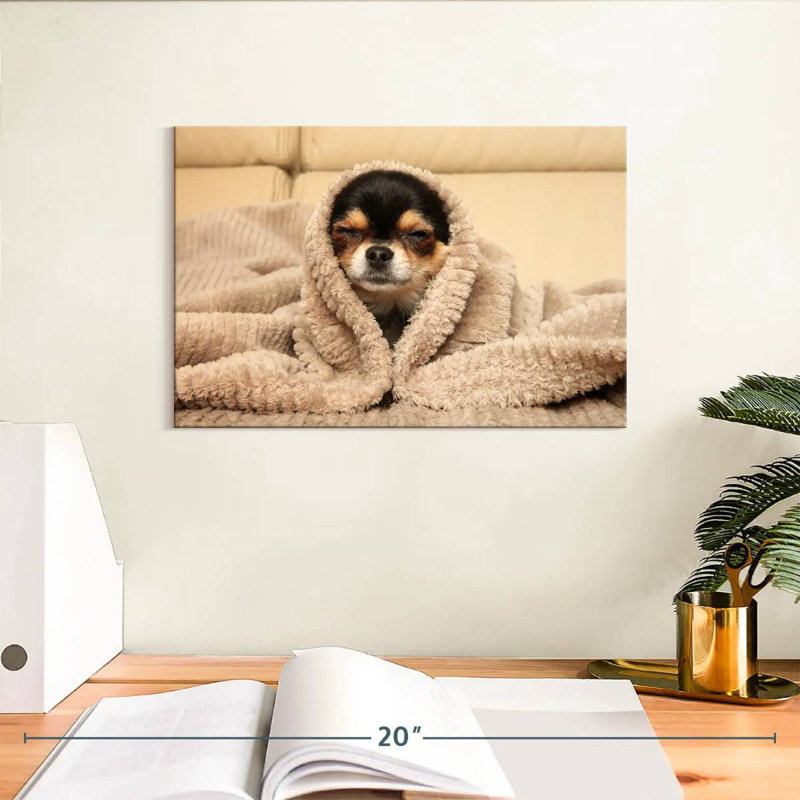 Chihuahua douillet Brampt