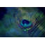 Plume by Robert Dickinson - Wrapped Canvas Painting-94122338