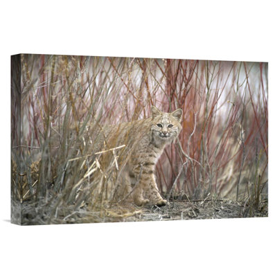 " Bobcat Juvenile "