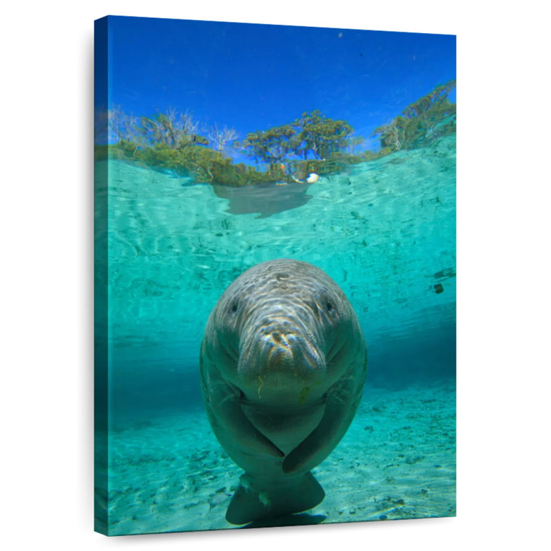 Brampt Crystal River Manatee, 12" H x 8" W