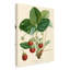 «Bessa Strawberries» par Pancrace Bessa, reproduction d'art sur toile tendue-1684050892