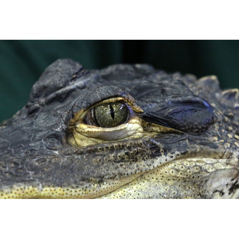 Alligator Eye Closeup by Janet Griffin-Scott - Wrapped Canvas Print, 30.48cm H x 45.72cm W
