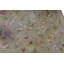 Wool Floral Area Rug