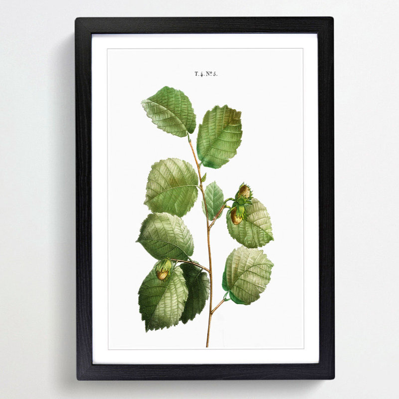 Hazelnut Tree Branch by Pierre-Joseph Redoute - Picture Frame Painting Print, Black Framed, 48cm H x 36cm W x 2cm D