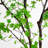 120'' Faux Enkianthus Tree in Pot Liner