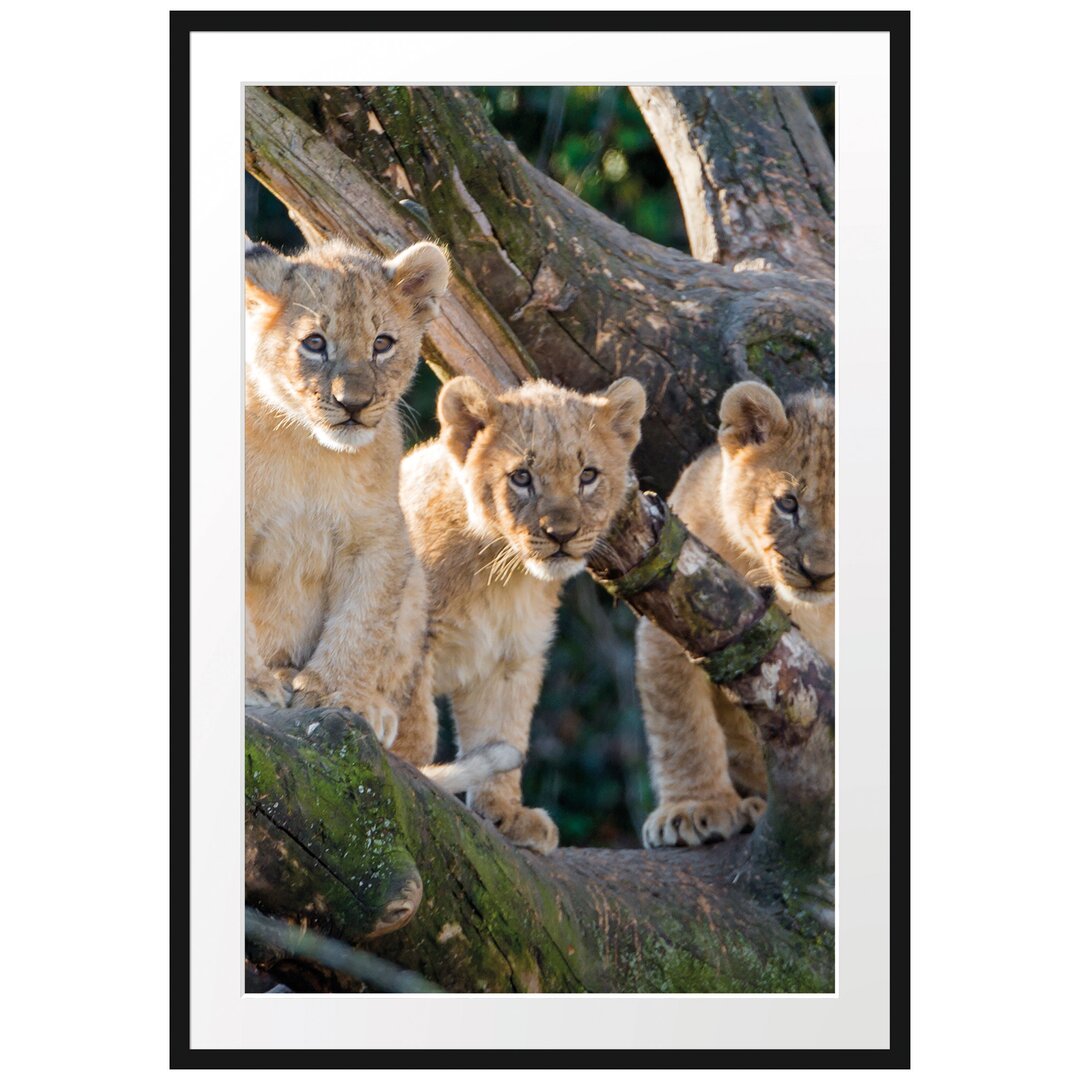 Gerahmtes Poster Süße Löwenjunge auf Baum