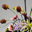 Ornements de fleurs simulées