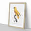 Senegal Parrot by F. Levaillant - Picture Frame Painting Print-55619009-55619010