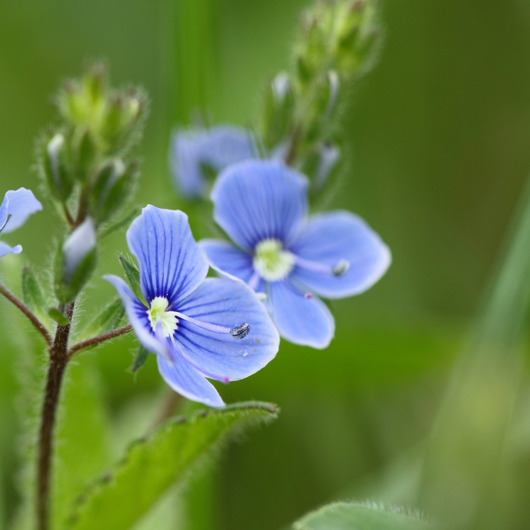 Wildblume Stiefmütterchen - Kunstdrucke auf Leinwand