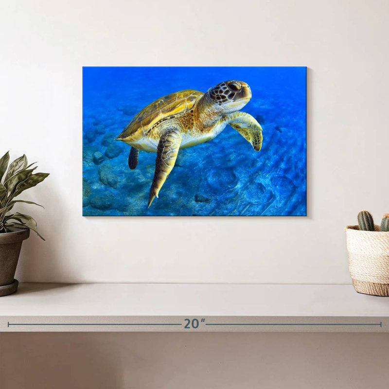 Brampt Sea Turtle Explorer, 8" H x 12" W