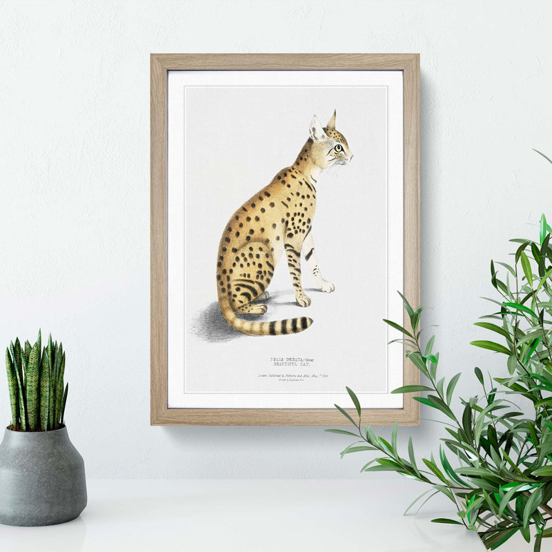 Asiatic Wildcat Illustration by John Edward Gray - Single Picture Frame Painting, Oak, 33cm H x 24cm W x 2cm D