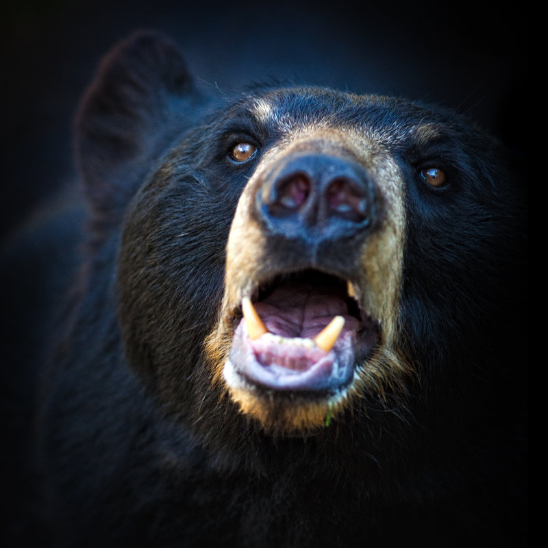 American Black Bear - Wrapped Canvas Print, 30cm H x 30cm W