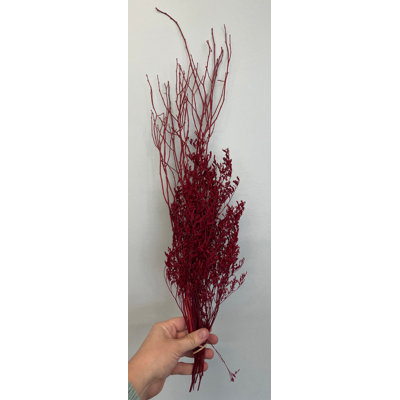 Caspia avec tiges de branches de bouleau