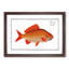 Goldfish by M.E. Bloch - Framed Print-55735538-55735546