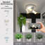 Shelvin Spotlight-751487647