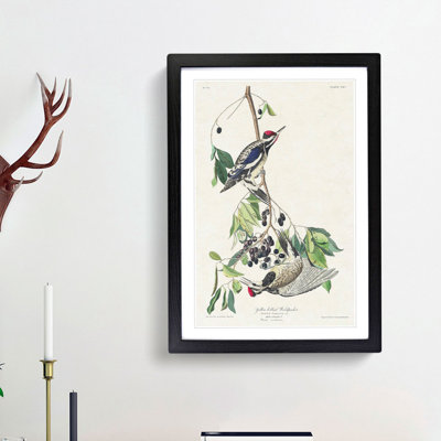 Yellow-Bellied Woodpeckers by John James Audubon - Picture Frame Art Print