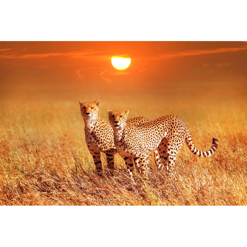 Two Cheetahs by Delbars - Wrapped Canvas Print, 61cm H x 91cm W