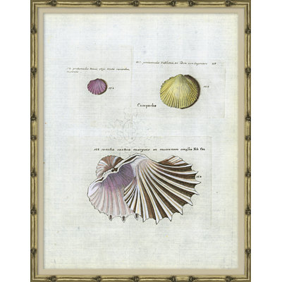 Seashells Framed by Isabelle De Borchgrave