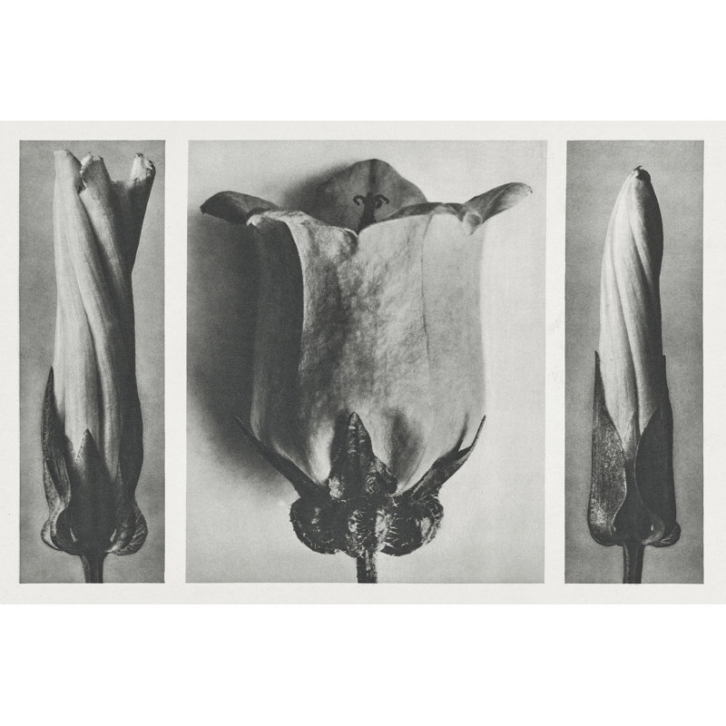 «Blossfeldt's Triptych III on Canvas» par Karl Blossfeldt, reproduction, H 8 po x l 12 po